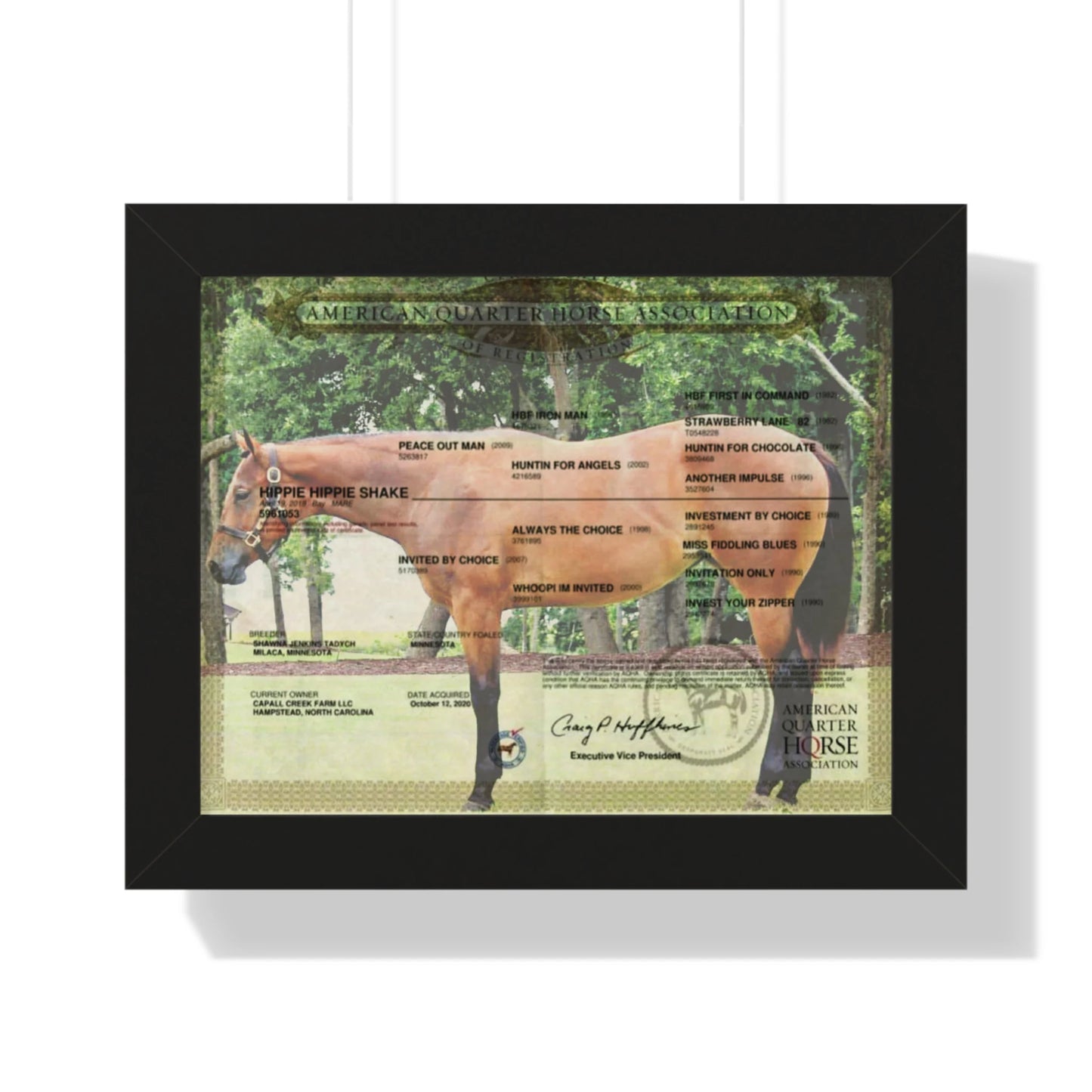 Customized Equine Registration Wall Art Displays